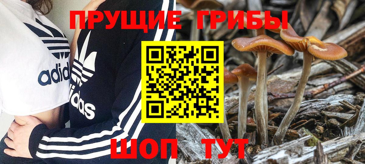 Топки  Галлюциногенные грибы Magic Shrooms  Вход с VPN  Псилоцибиновые грибы прущие грибы 
